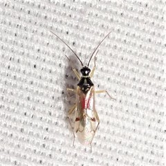 Tupiocoris