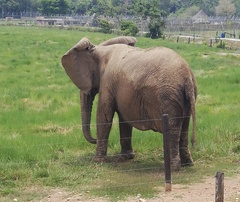 Elephantidae