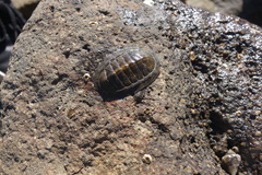 Chiton