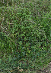 Desmodium intortum