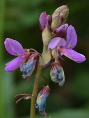 Desmodium intortum