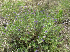 Scutellaria drummondii