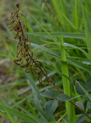 Desmodium intortum