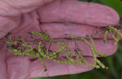 Desmodium intortum