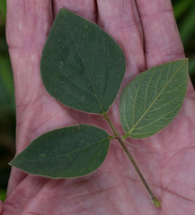 Desmodium intortum