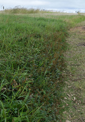Desmodium intortum