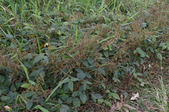 Desmodium intortum