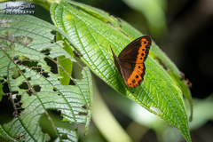 Oxeoschistus protogenia