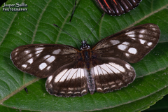 Eresia letitia