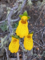 Calceolaria crenatiflora