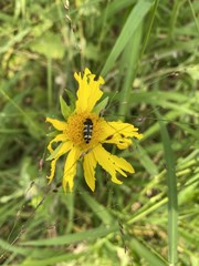 Acmaeodera macra