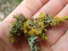Teloschistes sieberianus