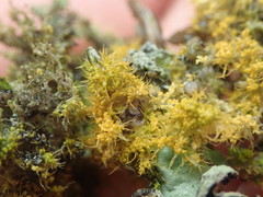Teloschistes sieberianus