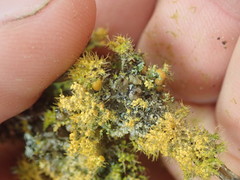 Teloschistes sieberianus