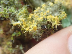 Teloschistes sieberianus