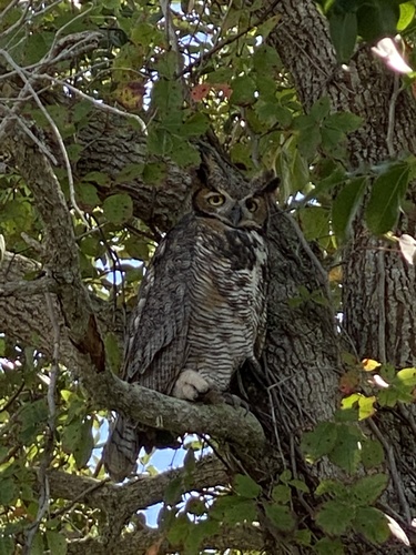 Great Horned Owl photographed in Florida