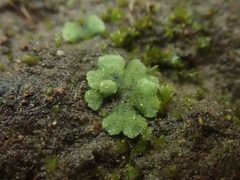 Riccia crystallina