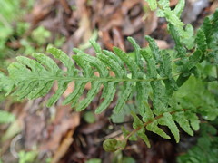 Blechnum zeelandicum