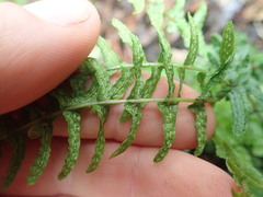 Blechnum zeelandicum