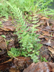 Blechnum zeelandicum