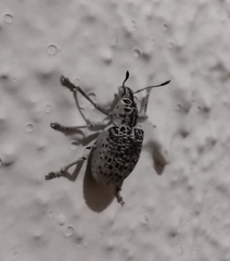 Cydianerus latruncularius