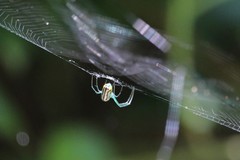 Leucauge argyrobapta