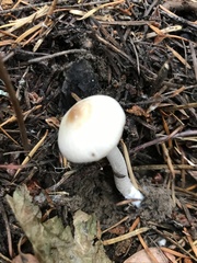 Inocybe pudica