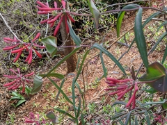 Lonicera sempervirens sempervirens