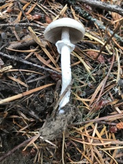 Inocybe pudica