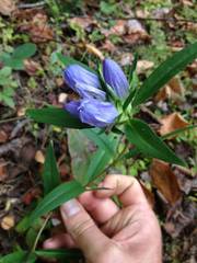 Gentiana austromontana