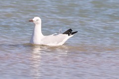 Chroicocephalus novaehollandiae novaehollandiae