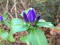 Gentiana austromontana