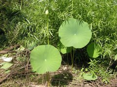 Nelumbo lutea