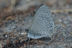 Pseudonacaduba sichela