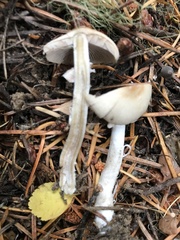 Inocybe pudica