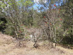 Brachychiton bidwillii