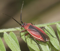 Lopidea instabilis