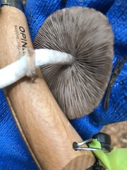 Inocybe pudica