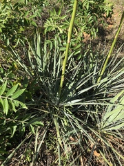 Yucca necopina