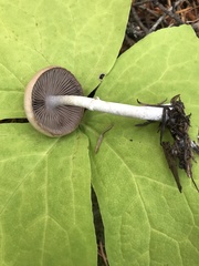 Inocybe pudica