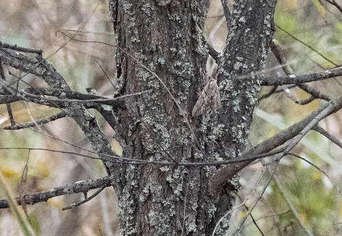 Habilis Underwing photo 3