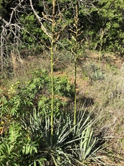 Yucca necopina