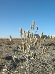 Mentzelia decapetala