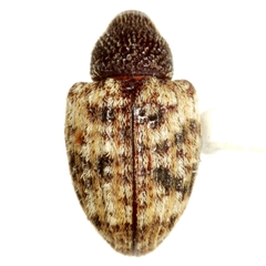 Conotrachelus texanus