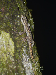 Phyllodactylus