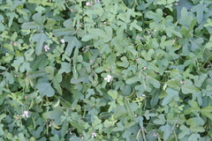 Phaseolus filiformis