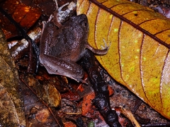 Microhyla berdmorei