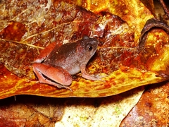 Microhyla berdmorei