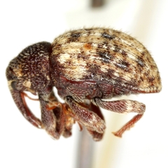 Conotrachelus texanus