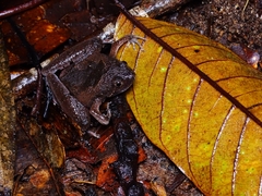 Microhyla berdmorei
